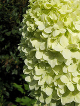 products/Hydrangeapaniculata_Limelight.jpg